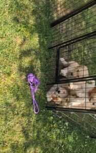 펜스 너머의 깜짝 등장… 줄 하나에 강아지들이 쏟아졌다!