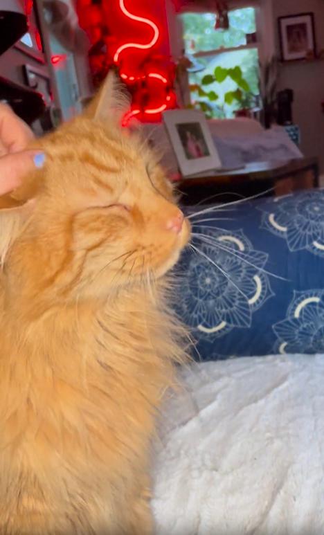 출처 : Reddit / 침대위의 오렌지 빛깔의 고양이가 있고 주인이 고양이를 쓰담쓰담해주니 골골거리기 시작한다
