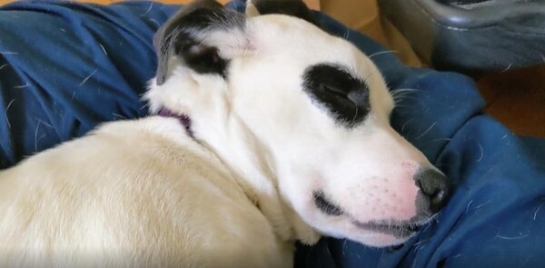 출처 : Reddit / 흰색에 검은 점무늬가 있는 강아지가 누워서 자고있는데 코고는 소리가 상당하다