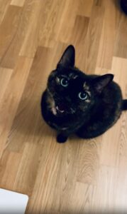 눈빛 한 번, 울음 한 번… 고양이의 한마디로 모든 게 설명된다