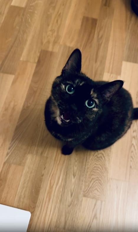 출처 : Reddit / 거실에 검은 고양이가 앉아있다 잠시 주인을 바라보더니 한참후에 야옹 하고 운다