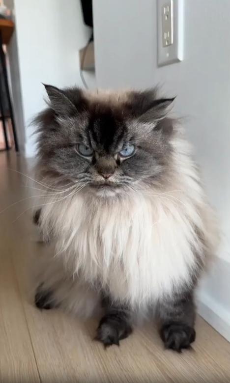 출처 : Reddit / 화난 표정으로 카메라를 바라보는 고양이