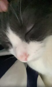 쓰다듬는 손길에 녹아내린 고양이, 머핀의 진심 어린 ‘그르렁’