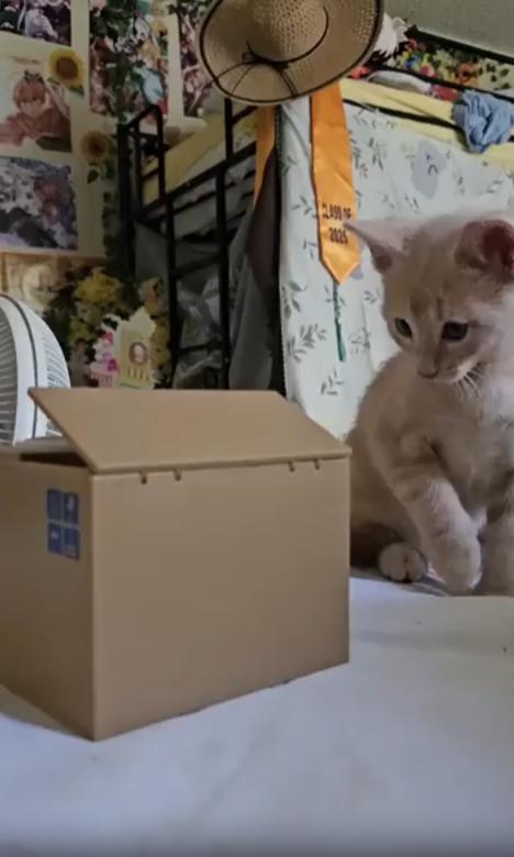 출처 : Reddit / 침대위에 장난감 상자가 놓여있고 거기에 관심을 보이는 고양이