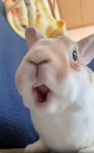 입이 멈추질 않아요! 맛에 취한 토끼의 ‘폭풍 씹기’