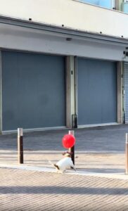 거리에 뜬 풍선 하나, 그리고 그걸 놓치지 않으려는 강아지