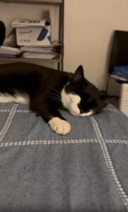 “오늘은 이 노래로 잘게요” 고양이의 낮잠 선곡 시간