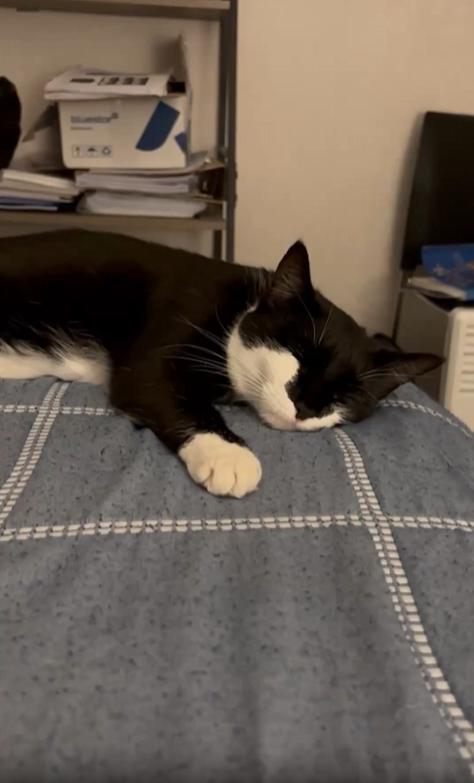 출처 : Reddit /  침대 위에서 누워서 쉬는 고양이