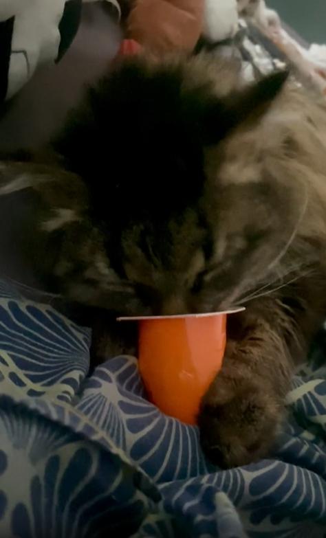 출처 : Reddit / 이불위에 고양이가 작은 플라스틱 용기에 담긴 간식을 먹고있다