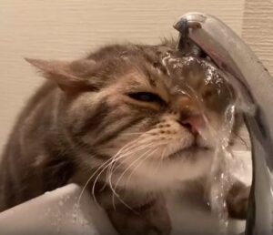 이게 내 방식이야 고양이의 독특한 물 마시는 스타일