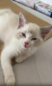 졸린 동생 고양이와 말 많은 오빠 고양이의 아침 풍경