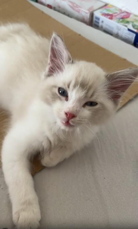 출처 : Reddit / 앞의 고양이는 앉아서 계속 야옹거리다가 자리를 떠난다 떠난 자리 뒤쪽에 있던 고양이는 졸린눈으로 있다