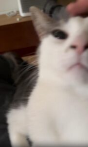 이게 없으면 하루가 안 돼 주인 무릎 위에서 그르렁거리는 고양이의 아침 루틴