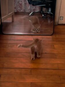 거울 속 고양이 누구냐옹?! 새끼 고양이의 첫 거울 도전기