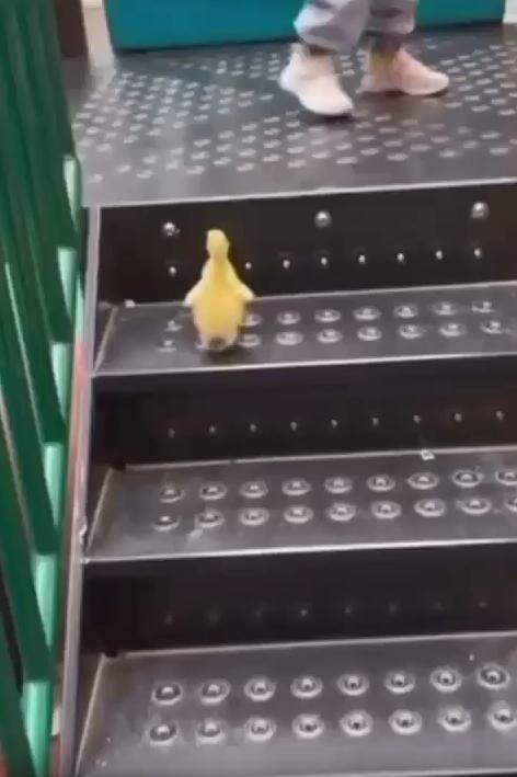 출처 : Reddit /  자기보다 높이있는 계단을 폴짝 뛰어오른 새끼오리가 어디론가 향해 가는데 도착한곳은 바로옆 미끄럼틀이다 미끄럼틀을 보더니 폴짝 뛰어내려 쭈욱 미끄러져 내려간다