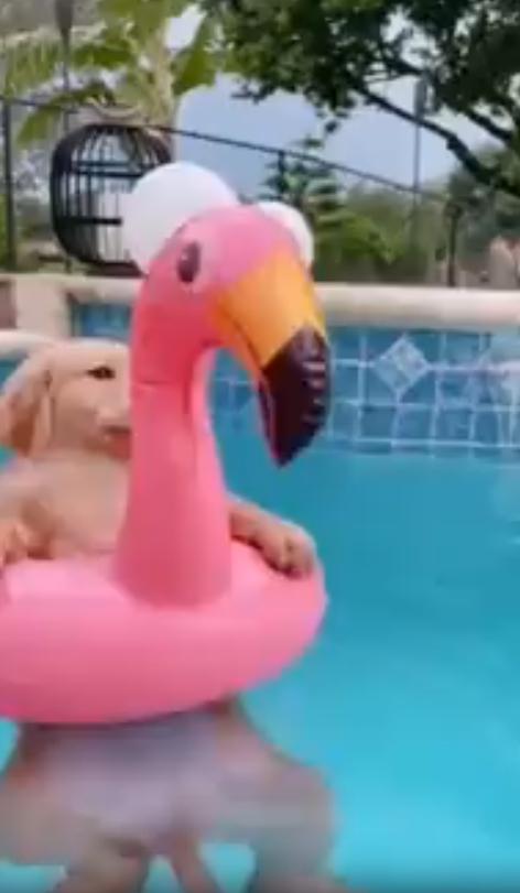 출처 : Reddit /  야외 수영장에서 강아지가 플라밍고 튜브를 끼고 물놀이를 하고있다