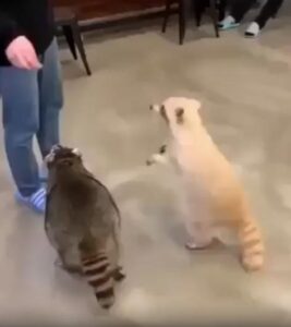 3바퀴가 한계야… 돌고 또 돌다 결국 무너진 너구리의 귀여운 저항