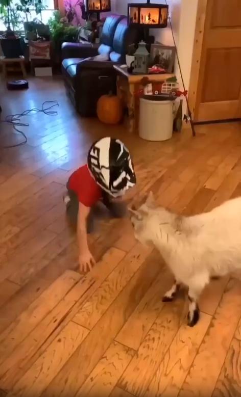 출처 : Reddit /  집안 거실 헬멧을 쓴 아이와 염소가 서로 박치기를 하고있다