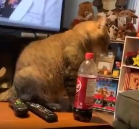 출처 : Reddit /  고양이앞에는 콜라페트병이 놓여져있다 고양이가 순간 페트병을 쳐서 테이블에서 떨어뜨리자 주인은 그걸 다시 올려놓는다 고양이는 다시 올려진 페트병을 보더니 주인을 주시한다, 잠시뒤 다시 페트병을 쳐서 떨어트린다