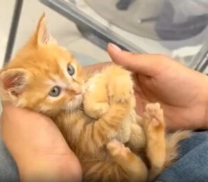 이건 내 꺼야! 곰인형에 진심인 새끼 고양이