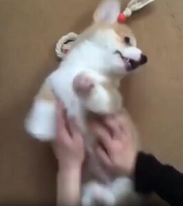 강아지의 온몸으로 전하는 ‘더 해줘요’의 몸짓