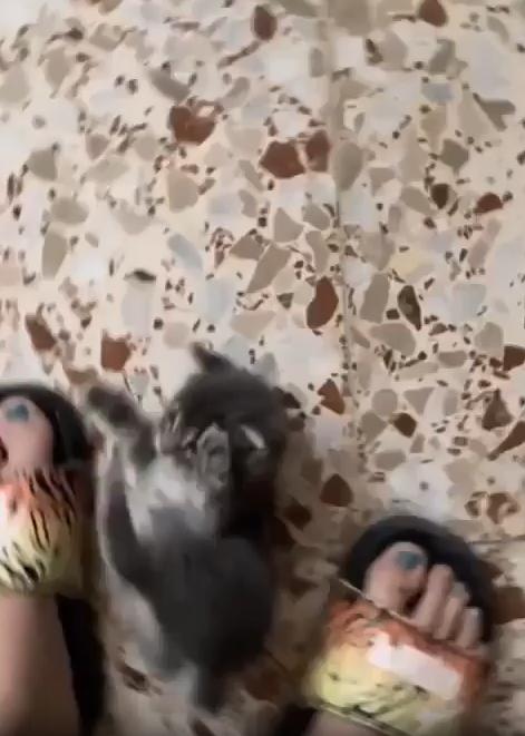 출처 : Reddit / 주인이 서있는 두발 사이에 새끼 고양이가 등을대고 누워있다 주인이 고양이의 배를 쓰다듬다가 손가락을 쫙 펼칠떄마다 고양이도 네발을 쫙편다