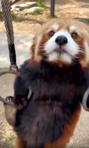 레서판다의 링 운동 루틴, 오늘도 진심입니다