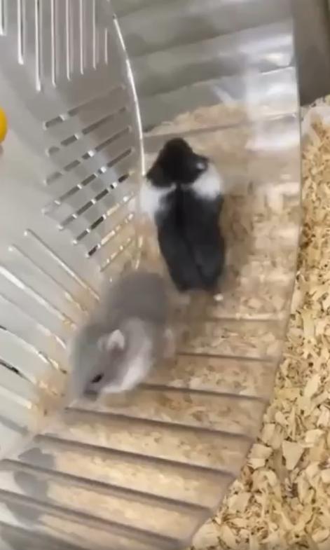출처 : Reddit / 햄스터 두마리가 챗바퀴에서 달리고 있다 하지만 서로 반대방향을 바라보고 달리고있어서 챗바퀴는 돌아가지 않는다