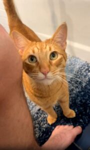 주인님, 지금이 딱 애정 표현 타이밍인가요?