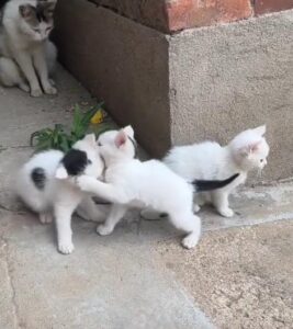 순수함의 정의 벽 모서리에서 벌어지는 새끼 고양이들의 귀여운 대결