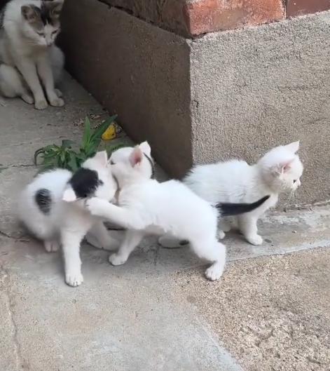 출처 : Reddit / 새끼 고양이들이 벽 코너에 붙어서 서로를 바라보다 투탁거린다