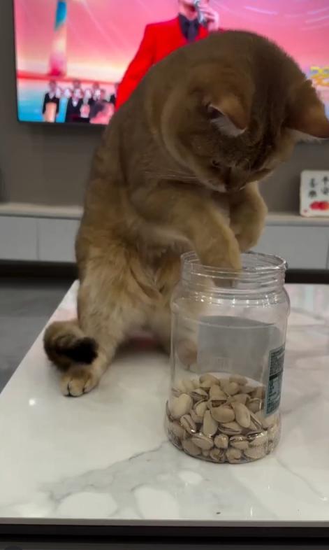 출처 : Reddit / 고양이는 투명한 플라스틱 병에 들은 먹이를 앞발을 넣어 꺼내려다 여의치 않자 머리를 쑥 집어넣는다 병을 들어올리려다 뒷걸음질 하다 테이블에서 떨어진다