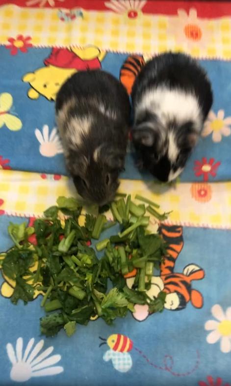 출처 : Reddit / 담요가 깔린 바닥위에 샐러리가 놓여져있고 기니피그 2마리가 샐러리를 먹고있다