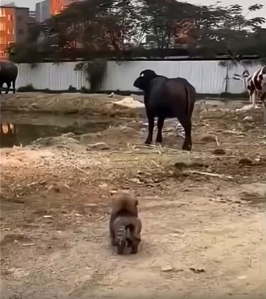출처 : Reddit /  검은 소를 보던 작은 강아지가 잠시 뒤로 물러나더니 소처럼 돌진을 하려는지뒷발을 뒤로차 준비자세를 취한다