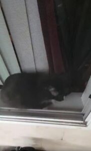 방충망 너머의 손가락, 고양이의 자존심을 건 사투