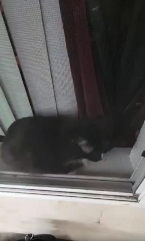 출처 : Reddit / 사람이 고양이를 터치하려는듯 방충망에 손가락을 대가 고양이가 손가락을 물듯이 달려들지만 방충망에 막힌다