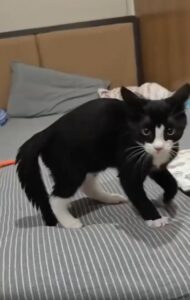 이불 위에 선 위험한 고양이, 카메라를 향한 그 한 마디