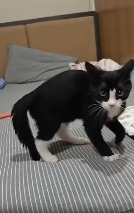 출처 : Reddit /  침대위의 고양이가 서있다 카메라를 주시하더니 물려는듯 야옹하고 운다