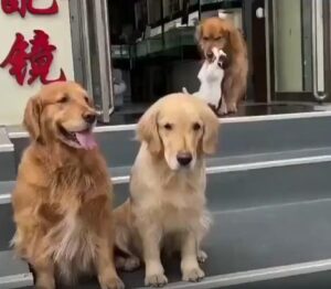 가족사진은 함께 찍어야지! 골든리트리버의 따뜻한 배려