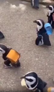 가방까지 챙겼어요! 등에 가방 멘 펭귄들의 단체 외출