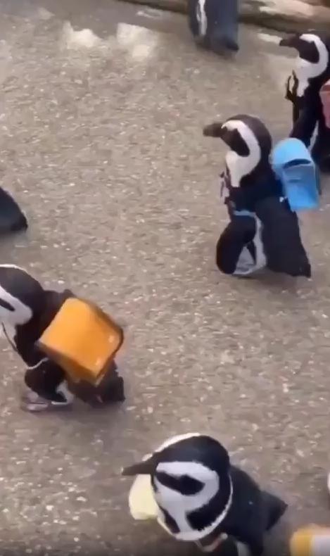 출처 : Reddit / 거리에 펭귄들이 등에 가방을 메고 소풍을 간다