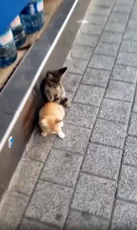 출처 : Reddit / 거리 벽쪽에 새끼 고양이 두마리가 있다 한 고양이가 다른고양이의 머리를 앞발로 번갈아 가며 톡톡친다