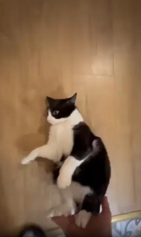 출처 : Reddit / 거실에서 주인이 바닥에 있는 고양이를 힘껏 민다 고양이는 쭈욱 미끄러저나갔고 고양이는 일어나서 천천히 다가와 주인에게 달려든다