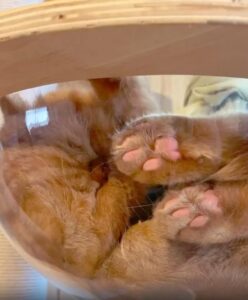 고양이가 선택한 세상에서 가장 투명한 휴식처