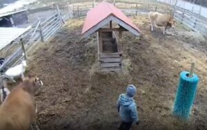 울적한 주인을 위로한 염소와 소의 마음