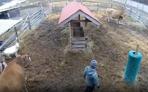 출처 : Reddit / 주인이 걸어와 소용 브러쉬에 기대고 털썩 앉는다. 염소와 소들이 그런 주인을 바라보더니 위로하려는듯 주인에게 다가간다