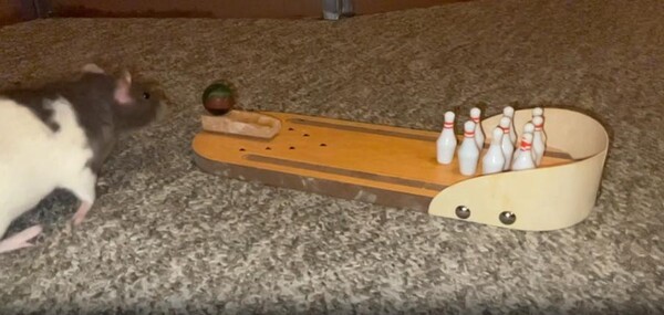 출처 : Reddit / 작은 장난감 미니볼링대가 있고 쥐가 와서 볼을 굴려 볼링핀을 넘어트린다