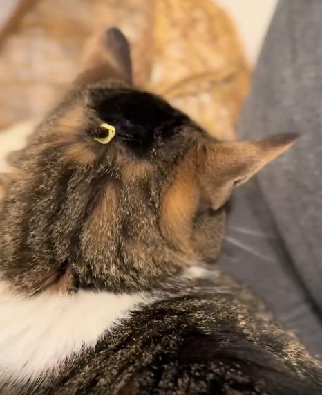 출처 : Reddit / 고양이 어리 뒷쪽에 고무줄로 머리털을 작게 묶어놨다