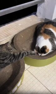 일어나, 형! 스크래쳐 위 두 고양이의 은근한 깨움 작전