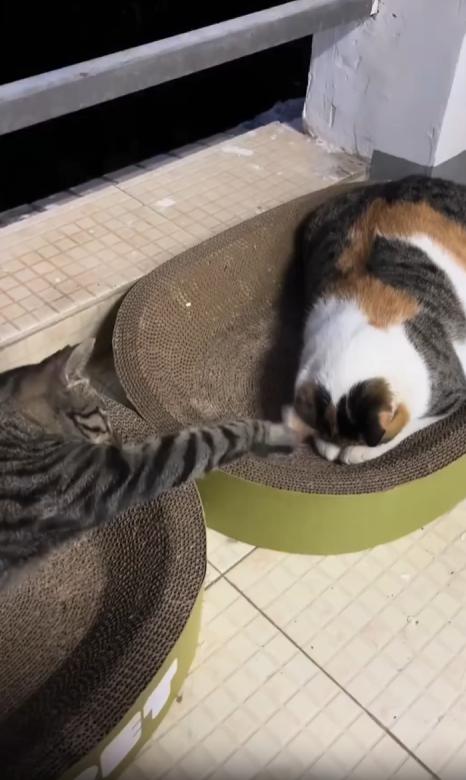 출처 : Reddit / 스크래쳐 침대 2개가 나란히있고 그위에 두마리가 각각 누워있다 한고양이가 누워있는 고양이에 귀를 앞발로 톡톡치고 있다